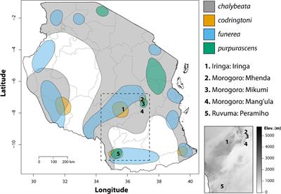 Variation in the Non-mimetic Vocalizations of Brood-Parasitic Indigobirds and Their Potential Role in Speciation